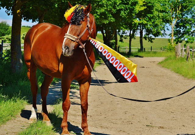 樊振东和马 樊振东和马